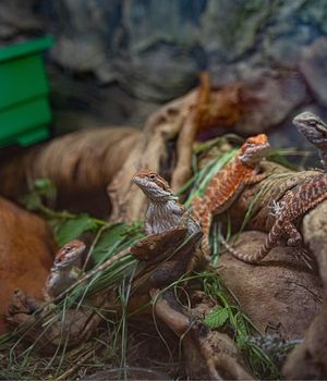 zona reptiles1