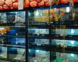 zona reptiles3