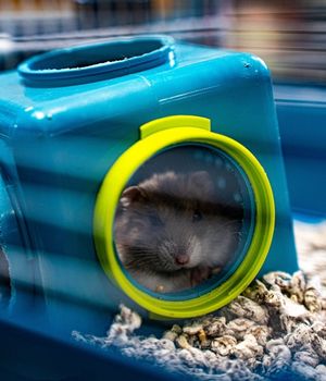 zona roedores1