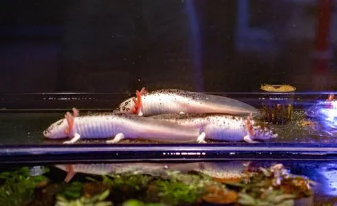 peces