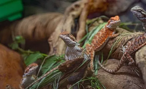 reptiles